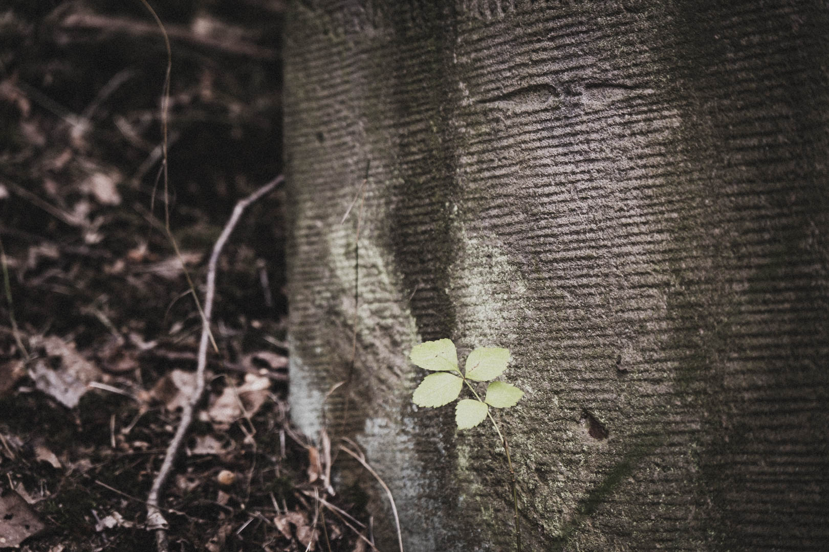 Sontra, Jüdischer Friedhof